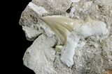 Otodus Shark Tooth Fossil in Rock - Eocene #171292-5